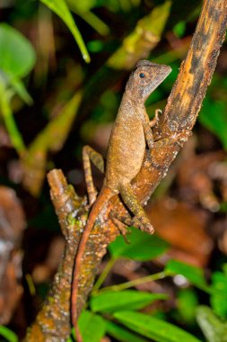 Kahverengi yamalı Kanguru Kertenkelesi, Wiegmann Agama, SriLankan Kanguru Kertenkelesi, Otocryptis wiegmanni, Sinharaja Ulusal Parkı Yağmur Ormanı, Dünya Mirası Alanı, UNESCO, Biyosfer Bölgesi, Ulusal Vahşi Yaşam Alanı, Sri Lanka, Asya