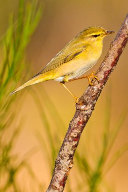 Willow Warbler, Phylloscopus trochilus, İspanyol Ormanı, Kastilya ve Leon, İspanya, Avrupa