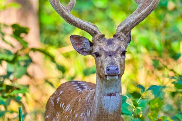 Ciervo Moteado Cheetal Eje Eje Ciervo Del Eje Parque Nacional — Foto de Stock