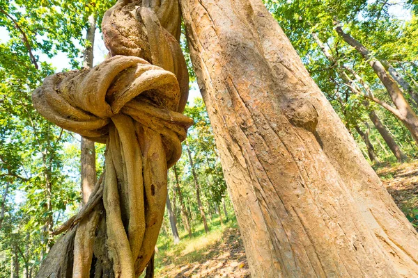 Sal Forest Royal Bardia National Park Bardiya National Park Nepal — Stockfoto