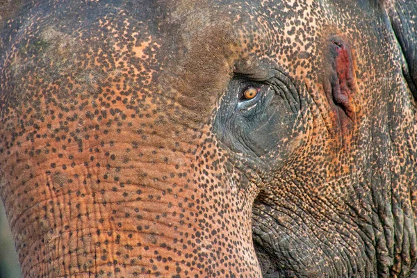スリランカ象 象は最大最大値を持っています Minneriya国立公園 スリランカ アジア — ストック写真