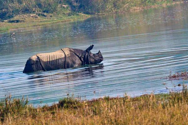 Великий Однорогий Rhinoceros Indian Rhinoceros Asian Rhino Rhinoceros Unicornis Wetlands — стокове фото