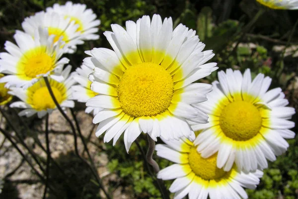 Daisy Parque Nacional Guadarrama Segóvia Castela Leão Espanha Europa — Fotografia de Stock