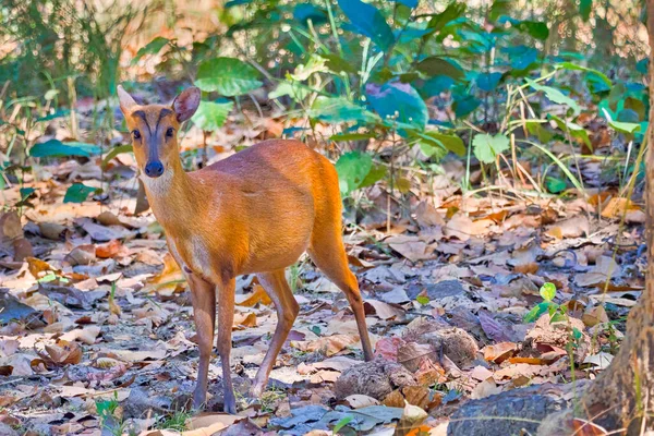 Barking Deer Muntjack Mastreani Deer Muntiacus Muntjak Royal Bardia National — ストック写真