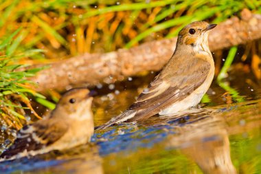 Pied Flycatcher, Ficedula hypoleuca, Forest Pond, Akdeniz Ormanı, Kastilya ve Leon, İspanya, Avrupa