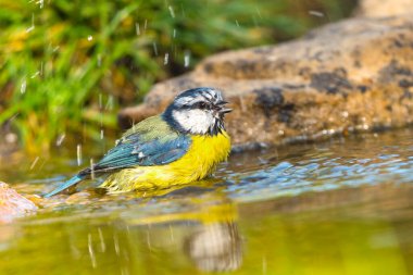 Blue Tit, Parus caeruleus, Forest Pond, Mediterranean Forest, Castile and Leon, Spain, Europe