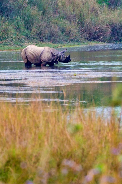 Greater One Horned Rhinoceros Indian Rhinoceros Asian Rhino Rhinoceros Unicornis — Stock Photo, Image