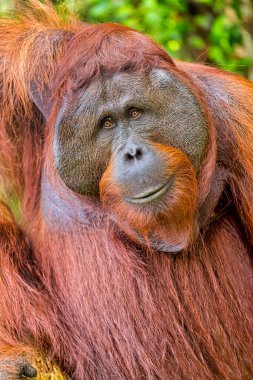 Orangutan, Pongo pigmaeus, Tanjung Puting Ulusal Parkı, Borneo, Endonezya 
