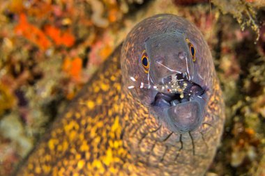 Dev Moray ile Cleaner Shrimp, Moray Eel, Gymnothorax javanicus, Commensal Shrimp, Palaemonidae, Lembeh, North Sulawesi, Endonezya, Asia