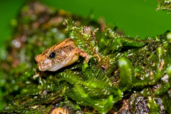 Tropická Žába Tropický Deštný Prales Kostarika Střední Amerika Amerika — Stock fotografie