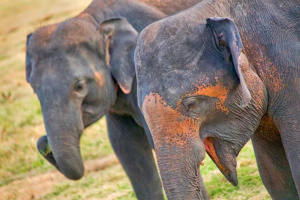 Sri Lanka Fili, Elephas maximus maximus, Minneriya Ulusal Parkı, Sri Lanka, Asya