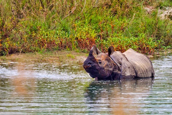 Rinoceronte Solo Cuerno Rinoceronte Indio Rinoceronte Asiático Rinoceronte Unicornis Humedales — Foto de Stock
