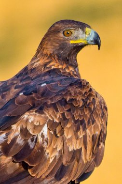 Altın Kartal, Aquila Chrysaetos, Akdeniz Ormanı, Kastilya ve Leon, İspanya, Avrupa