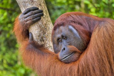 Orangutan, Pongo pigmaeus, Tanjung Puting Ulusal Parkı, Borneo, Endonezya