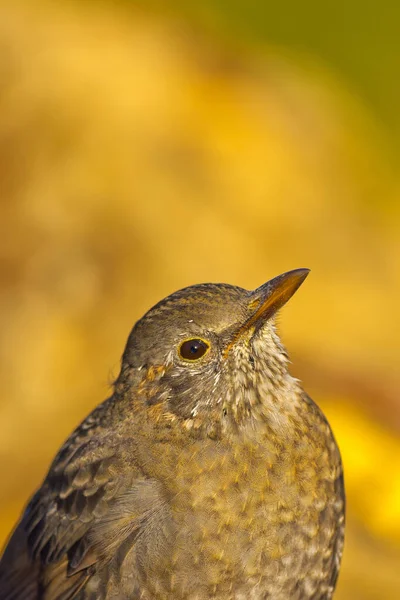 Blackbird Turdus Merula Mediterranean Forest Castela Leão Espanha Europa — Fotografia de Stock