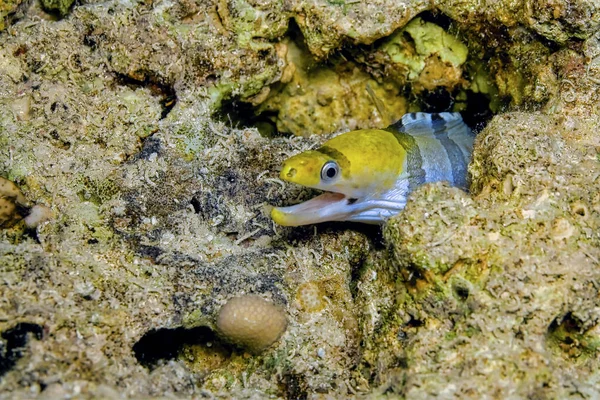 Kızıl Deniz Sarı Başlı Moray Yılanbalığı, Banded Moray, Gymnothorax rueppellii, Mercan Resifi, Kızıldeniz, Mısır
