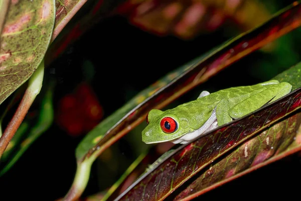 Червоноокий Деревовидний Жаб Agalychnis Callidryas Tropical Rainforest Corcovado National Park — стокове фото