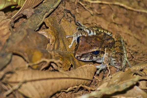 Tropická Žába Tropický Deštný Prales Kostarika Střední Amerika Amerika — Stock fotografie