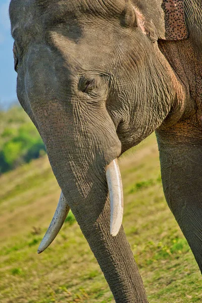 Elefante Dello Sri Lanka Elephas Maximus Maximus Wilpattu National Park — Foto Stock