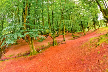 Otzarreta Beech Forest, Gorbeia Natural Park, Bizkaia, Basque Country, Spain, Europe clipart