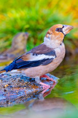 Hawfinch, Coccothraustes coccothraustes, Forest Pond, Akdeniz Ormanı, Kastilya ve Leon, İspanya, Avrupa