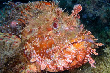 Kızıl Akrep Balığı, Scorpaena Scrofa, Cabo Cope-Puntas del Calnegre Doğal Parkı, Akdeniz, Murcia, İspanya, Avrupa