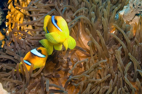 Red Sea Clownfish Two Tuned Anemonefish Amphiprion Bicintus Red Sea — 스톡 사진