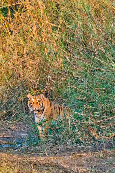 Bengalischer Tiger Panthera Tigris Tigris Royal Bardia National Park Bardiya — Stockfoto