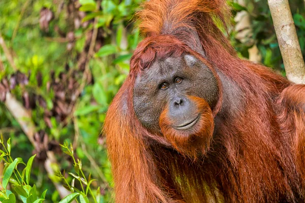 Мбаппе Pongo Pygmaeus Национальный Парк Танкинг Борнео Индонезия — стоковое фото