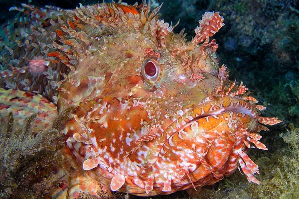 Vörös Skorpióhal Scorpaena Scrofa Cabo Cope Puntas Del Calnegre Természeti — Stock Fotó