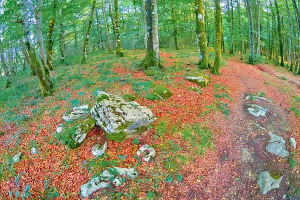 Orman Manzarası Valderejo Doğal Parkı Valdegovia Alava Bask Ülkesi Spanya — Stok fotoğraf