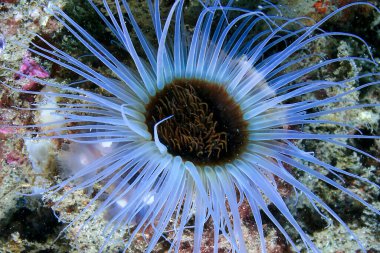 Tüpte yaşayan Anemone, Ceriantharia, Cerianthus membranaceus, Cabo Cope-Puntas del Calnegre Doğal Parkı, Akdeniz, Murcia, İspanya, Avrupa
