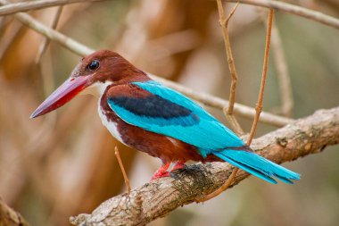 Beyaz Boğumlu Kingfisher, Halcyon İzmir, Wilpattu Ulusal Parkı, Sri Lanka, Asya