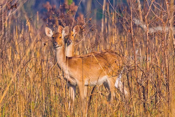 Swamp Deer Rucervus Duvaucelii Barasingha Royal Bardia National Park Bardiya — 图库照片