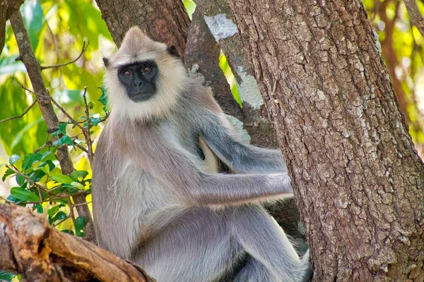 Gray Langur Hanuman Langur Semnopithecus Entellus Kaudulla Nationalpark Sri Lanka — Stockfoto