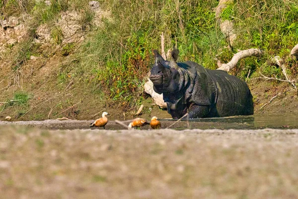 Великий Однорогий Rhinoceros Indian Rhinoceros Asian Rhino Rhinoceros Unicornis Wetlands — стокове фото