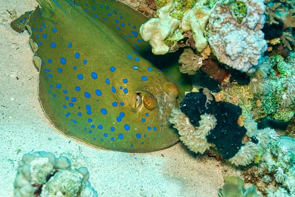 Blue Spotted Ribbontail Ray Taeniura Lymma Red Sea Egypt — Stock Photo, Image