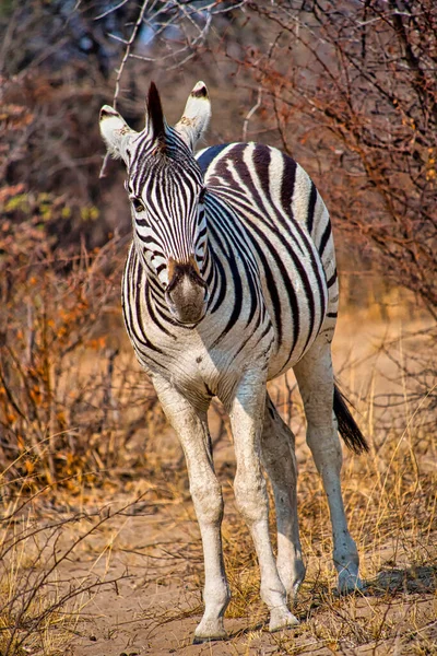 Planícies Zebra Equus Quagga Santuário Khama Rhino Serowe Botswana África — Fotografia de Stock