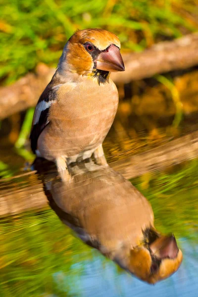 Hawfinch Coccothraustes Cothraustes Forest Pond Mediterranean Forest Castile Leon Spain — 스톡 사진