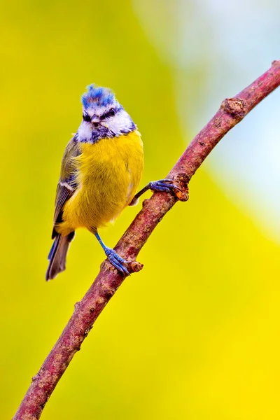 Blue Tit Parus Caeruleus Mediterranean Forest Castela Leão Espanha Europa — Fotografia de Stock