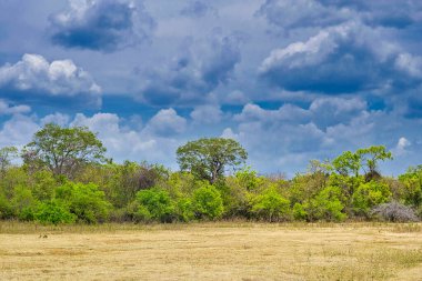 Otlaklar ve Orman Parkland, Kaudulla Ulusal Parkı, Sri Lanka, Asya