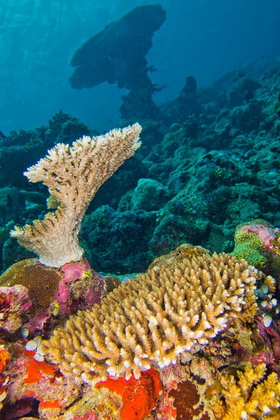 Rafa Koralowa Koralowy Budynek Rafy Południowy Atol Ari Malediwy Ocean — Zdjęcie stockowe