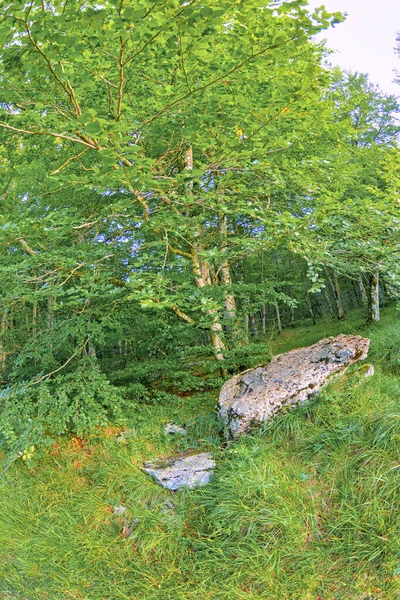 Ландшафт Лісу Природний Парк Вальдеговія Алава Баскійська Країна Пасма Євро — стокове фото