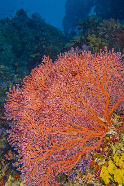 Gorgoniska Havet Fan Sea Whips Korallrev South Ari Atoll Maldiverna — Stockfoto