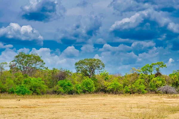 stock image Grassland and Forest Parkland, Kaudulla National Park, Sri Lanka, Asia