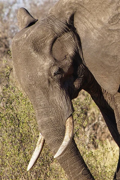 Elefant Loxodonta Africana Chobe Nationalpark Botswana Afrika — Stockfoto