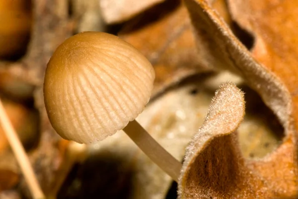 Wild Mushroom Beech Forest Guadarrama National Park Segovia Castile Leon — стоковое фото