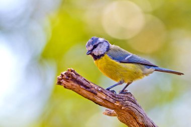 Blue Tit, Parus caeruleus, Mediterranean Forest, Castile and Leon, Spain, Europe