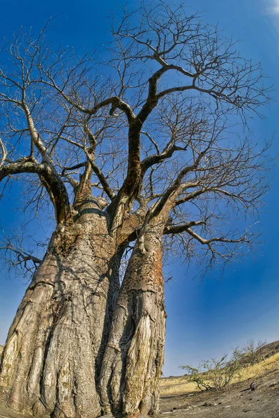 Baobab Tree Adansonia Digitata Chobe National Park Botswana Afrique — Photo