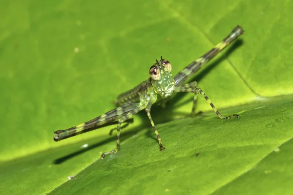 Tropical Grasshopper Τροπικό Τροπικό Δάσος Κόστα Ρίκα Κεντρική Αμερική Αμερική — Φωτογραφία Αρχείου